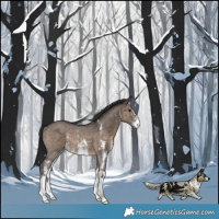 Horse Color:Brown Dun Sabino Rabicano