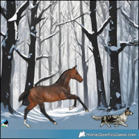 Horse Color:Bay Rabicano 