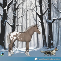 Horse Color:Silver Grullo Blanket 