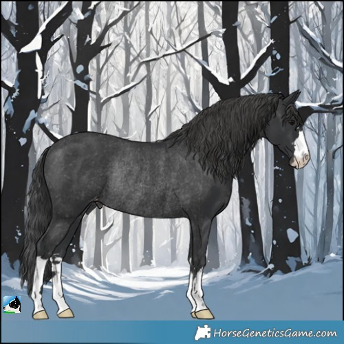 Horse Color:Black Varnish Rabicano 