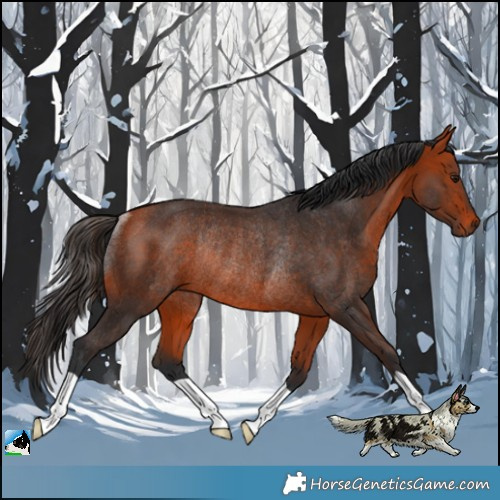 Horse Color:Bay Rabicano 