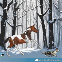 Horse Color:Bay Tobiano 