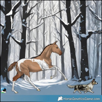 Horse Color:Red Dun Tobiano