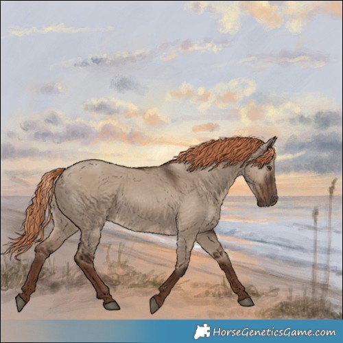 Horse Color:Liver Red Dun Rabicano 