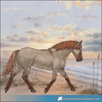 Horse Color:Liver Red Dun Rabicano
