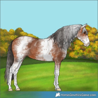 Horse Color:White Spotted Bay 