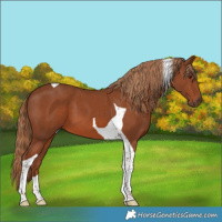 Horse Color:Chestnut Tobiano 