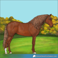 Horse Color:Chestnut 