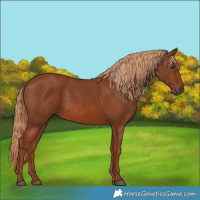 Horse Color:Chestnut 