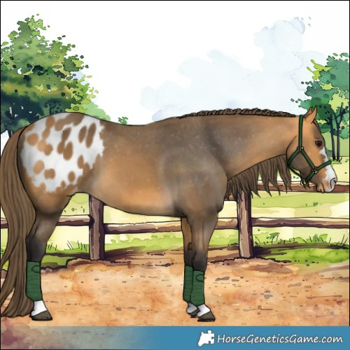 Horse Color:Buckskin Appaloosa 