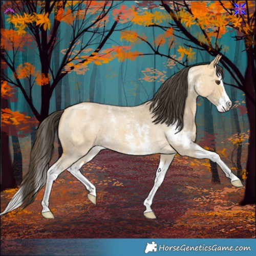 Horse Color:Buckskin Roan Dun Sabino Splash 