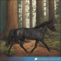 Horse Color:Smoky Black 