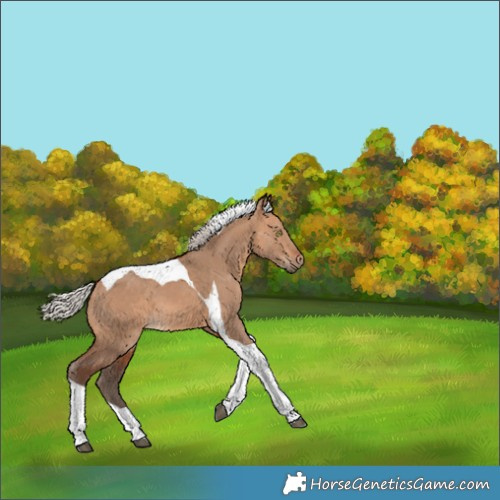 Horse Color:Silver Bay Dun Tobiano