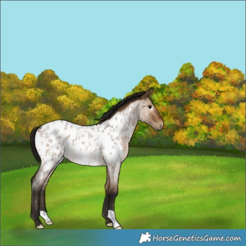 Horse Color:Gray Bay Roan Dun Appaloosa Rabicano 