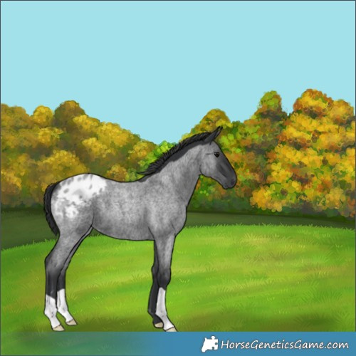 Horse Color:Blue Roan Appaloosa 