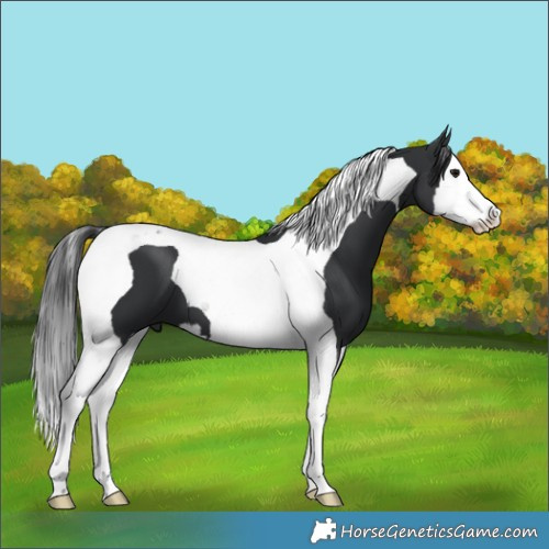 Horse Color:Black Splash Tobiano 