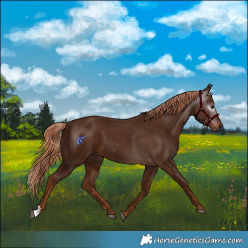 Horse Color:Gray Chestnut