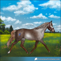 Horse Color:Gray Chestnut 