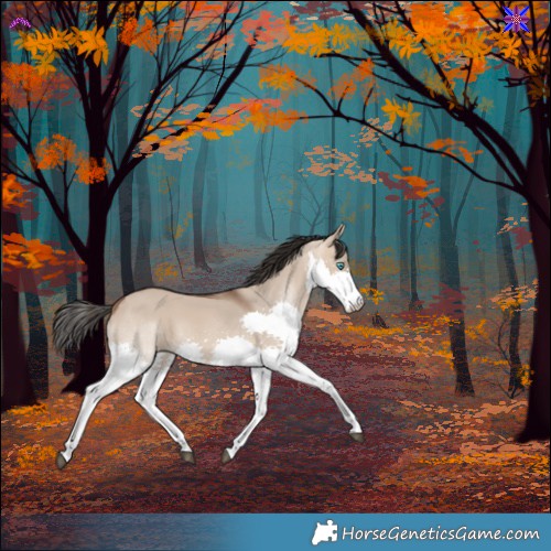 Horse Color:Bay Dun Splash 