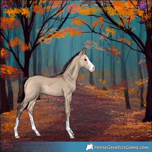 Horse Color:White Spotted Bay Dun 