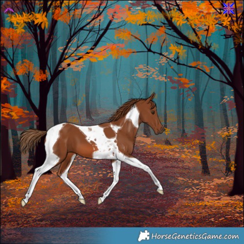 Horse Color:Chestnut Tobiano 