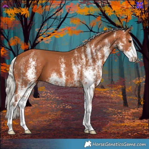Horse Color:White Spotted Silver Bay 