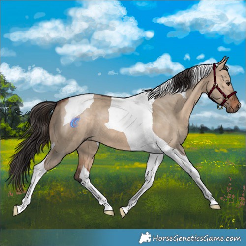 Horse Color:Brown Dun Tobiano