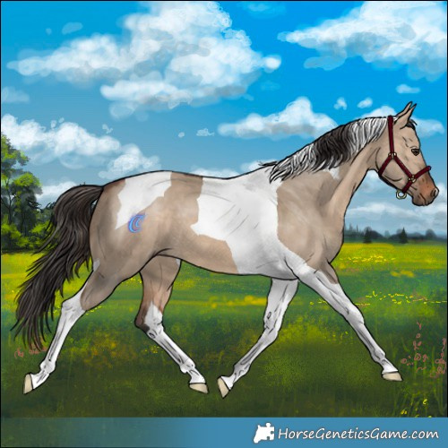 Horse Color:Brown Dun Tobiano 