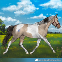 Horse Color:Brown Dun Tobiano 