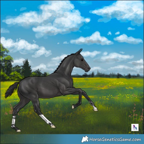 Horse Color:Black 