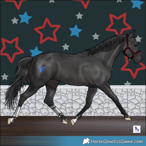 Horse Color:Black 