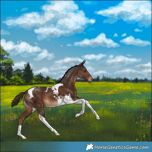 Horse Color:Liver Chestnut Tobiano