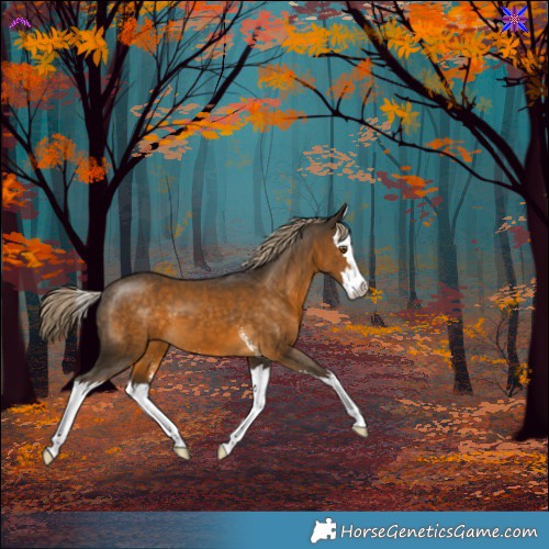 Horse Color:Chocolate Palomino Sabino Splash 
