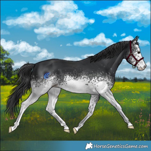 Horse Color:White Spotted Black 