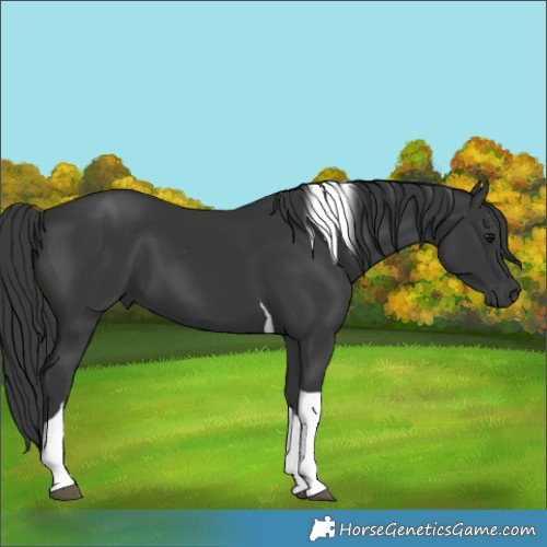 Horse Color:Black Tobiano