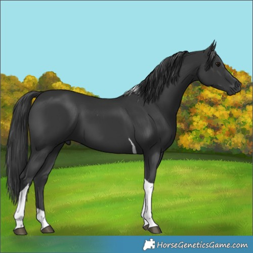 Horse Color:Black Tobiano 