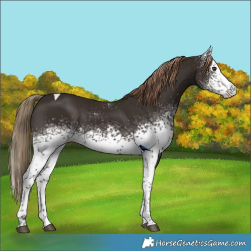 Horse Color:White Spotted Liver Chestnut Tobiano