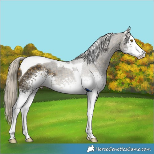 Horse Color:White Spotted Silver Buckskin Tobiano 