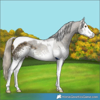 Horse Color:White Spotted Silver Buckskin Tobiano