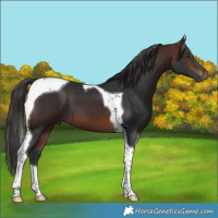 Horse Color:Brown Tobiano 