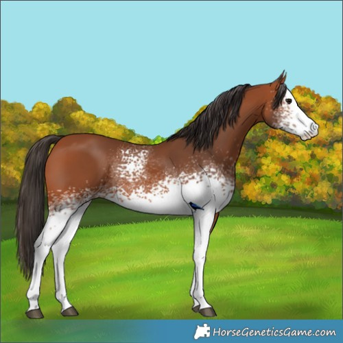 Horse Color:White Spotted Bay Splash  and White Spotted Bay 