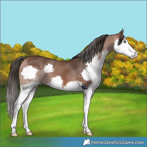 Horse Color:Bay Splash