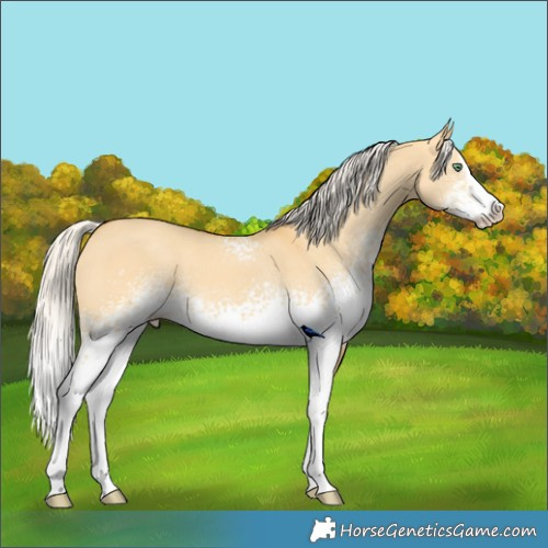Horse Color:White Spotted Silver Amber Cream Champagne Dun Splash 