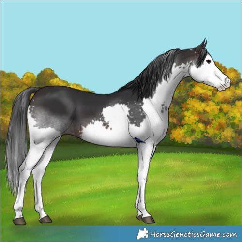 Horse Color:Brown Splash 