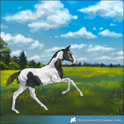 Horse Color:Black Sabino Tobiano