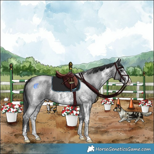 Horse Color:Blue Roan Mushroom Sabino