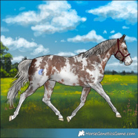 Horse Color:White Spotted Silver Brown Sabino