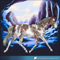 Horse Color:White Spotted Silver Brown Sabino 