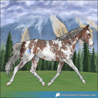 Horse Color:White Spotted Silver Brown Sabino