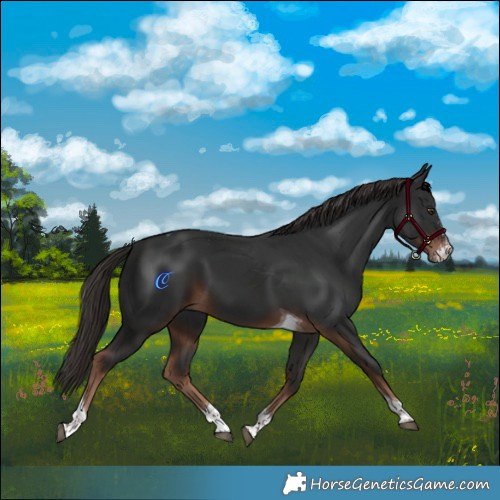 Horse Color:Liver Chestnut Sabino Tobiano 